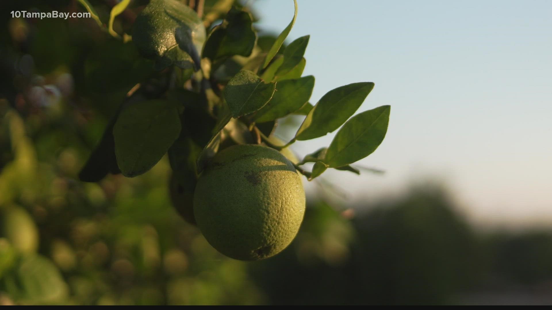 Without a cure for citrus greening, growers worry about the future.