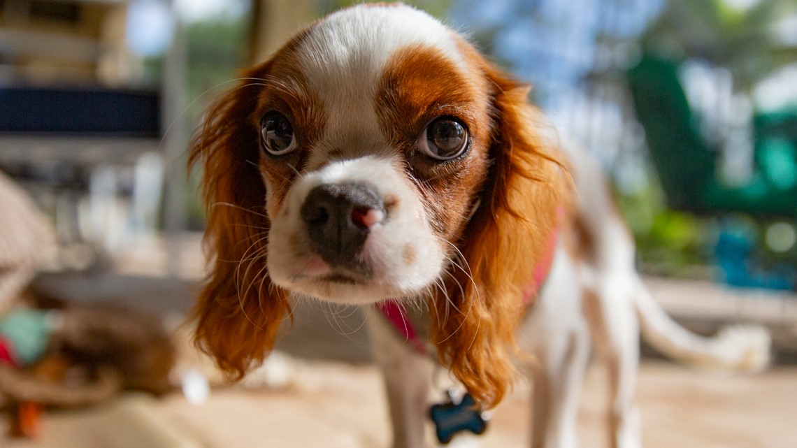 ex breeding cavaliers for sale