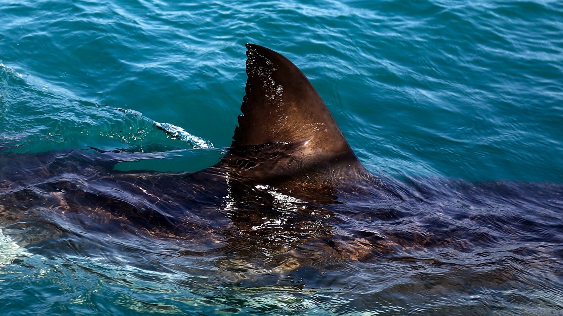 Ohio Girl Bitten By Shark On New Smyrna Beach Florida 12newsnow Com