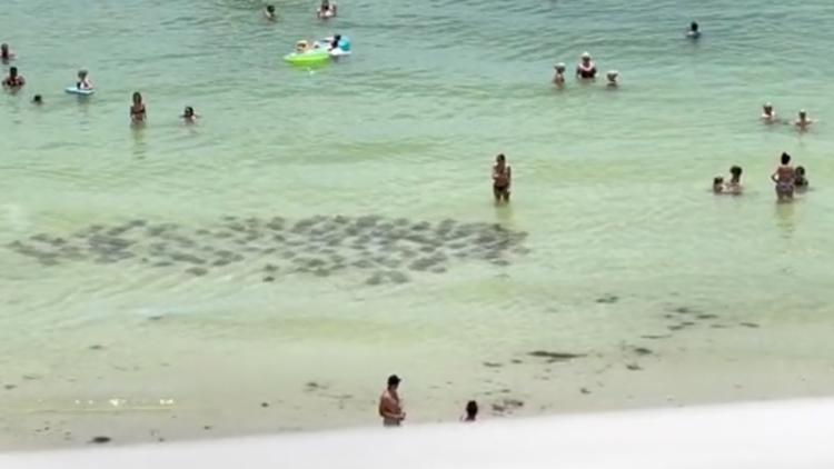 ‘Fever’ of 100+ stingrays glides within inches of Florida swimmers