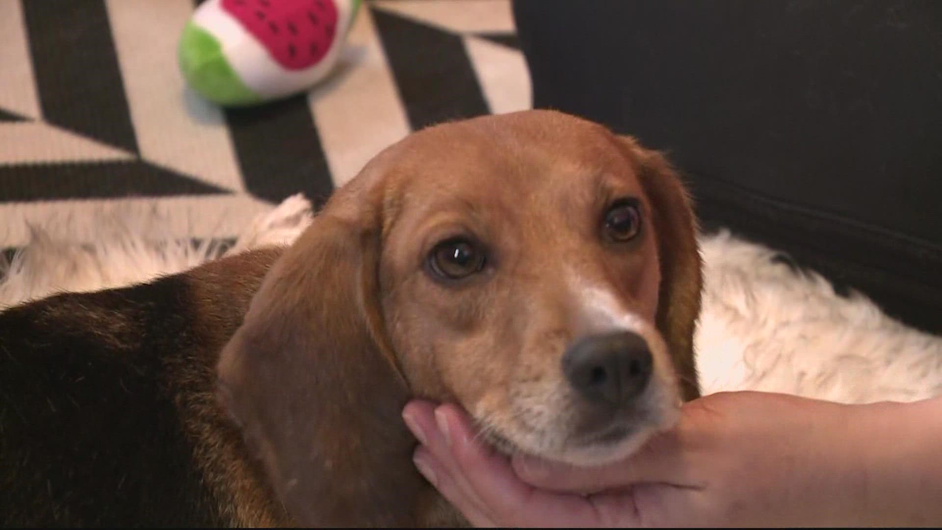 The beagles are experiencing many firsts after their rescue.