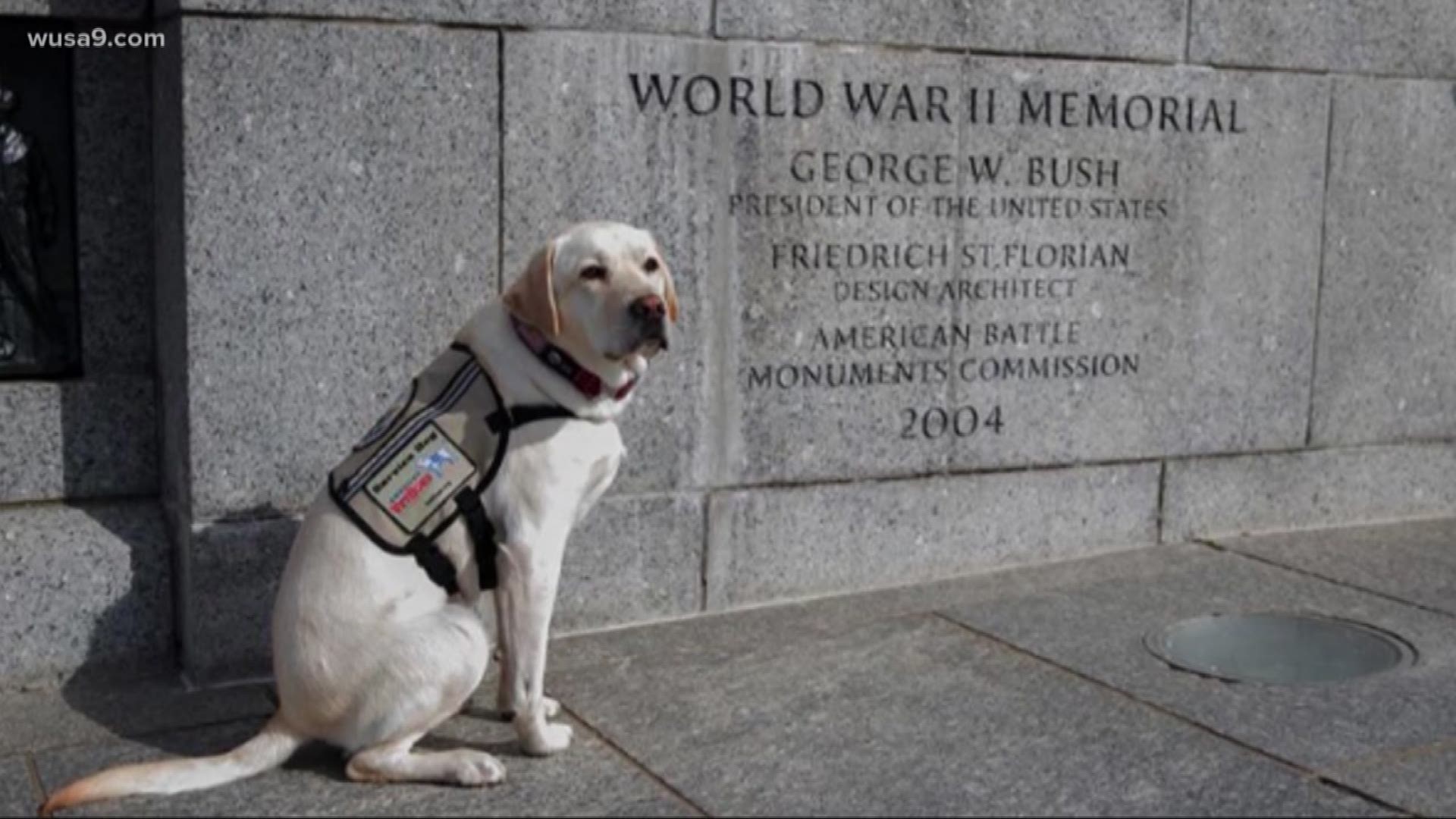 Sully the service dog has a heartfelt message to his former owner, the late President H.W. Bush, for Memorial Day.