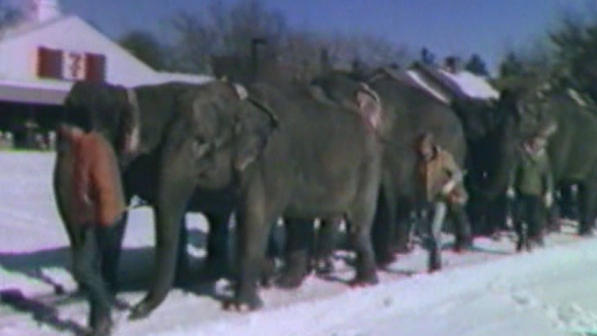 Over 40 years ago the circus came to town and not far behind it, along came a blizzard.  The "Circus Blizzard of 1980" dumped nearly 14 inches of snow in Norfolk.