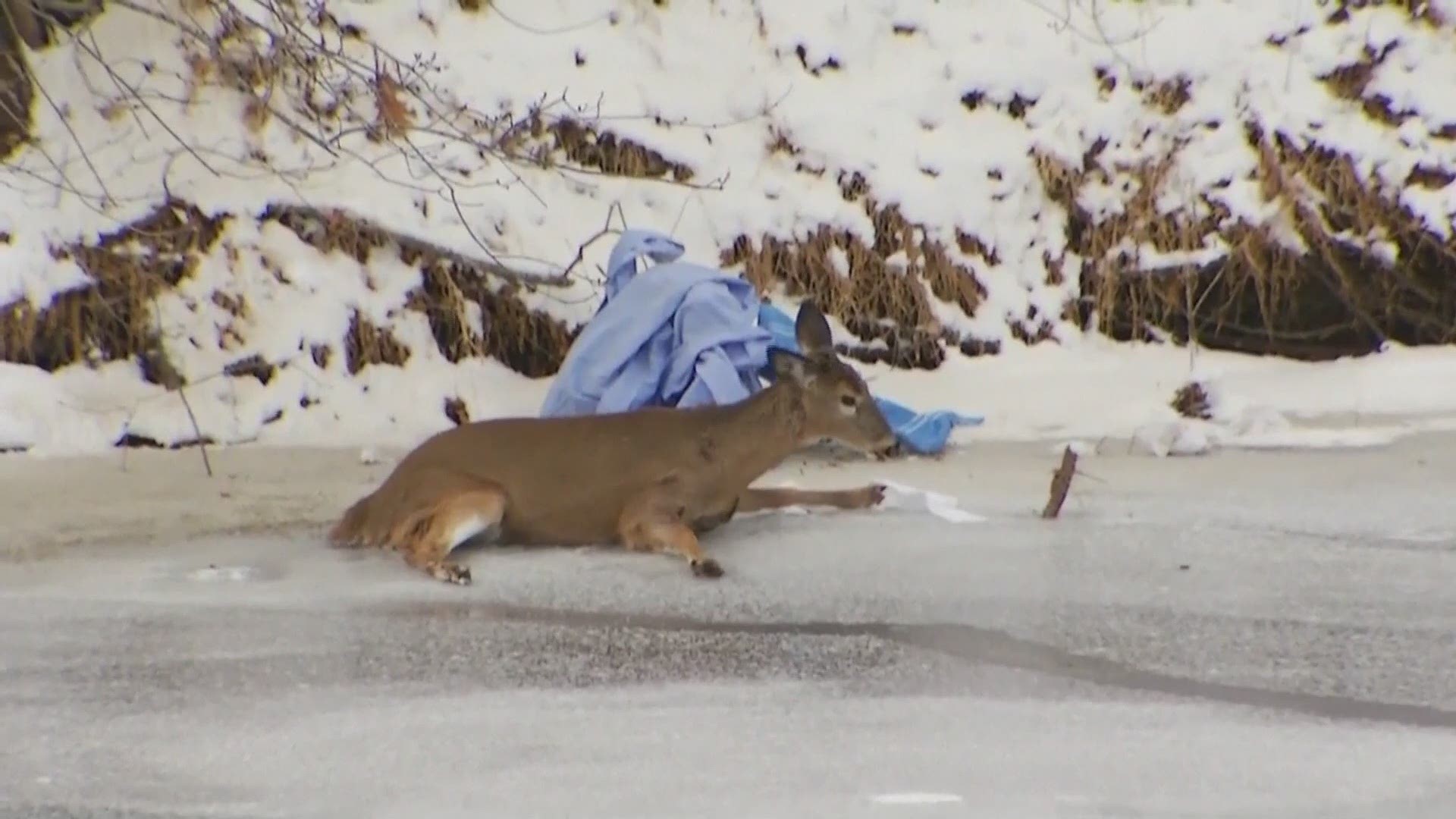 Deer In Viral Stuck On Ice Video Euthanized