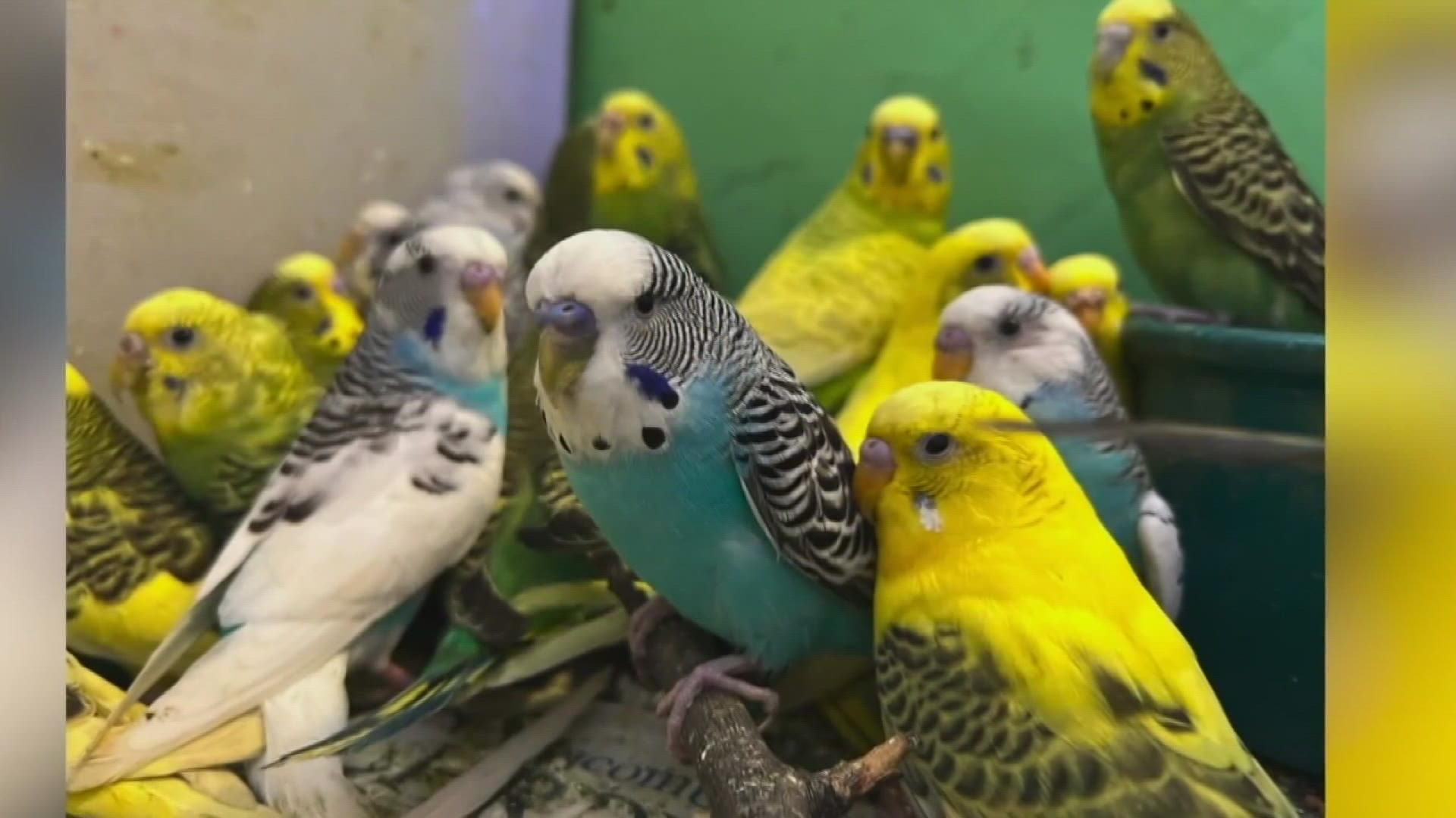 The son of a Macomb County man surrendered more than 800 parakeets, and now animal welfare workers are asking for your help caring for the birds.
